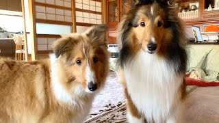 Sheltie who became good friends on the day we parted.