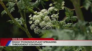 Highly poisonous plant spreading in Colorado