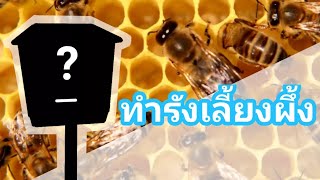 คนพึ่งธรรมชาติ:เลี้ยงผึ้งในกล่องโฟม