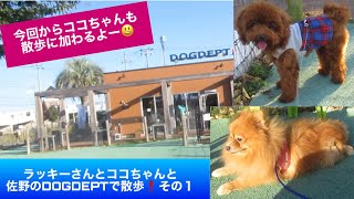 【ポメラニアン　トイプードル　犬】ココちゃんも連れてきたよ‼️  ラッキーさんとココちゃんと佐野のDOGDEPTで散歩❗️その１