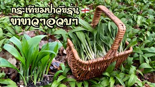 เก็บกระเทียมป่าสองวัย วัยละอ่อนกับวัยรุ่นขาขาวๆอวบๆเอ๊าะๆจ้า😊 Wild Garlic 🏴󠁧󠁢󠁥󠁮󠁧󠁿