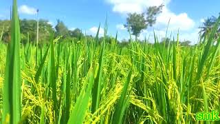 Tamil whatsApp status  #vivasayam #natural #love #agriculture