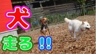 ドッグランで走り回る犬たち!!