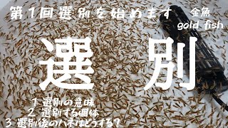 #金魚 【選別】第1選別をやって行く。