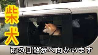 これから雨の日散歩へ向かう柴犬御一行。