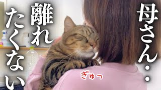 大好きな母さんに何度も抱きつき、しがみついて離れない猫