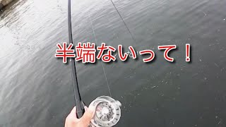 ヘチ釣り半端ないって！チヌのパワー半端ないって！【チヌ釣り　黒鯛釣り　落とし込み釣り】