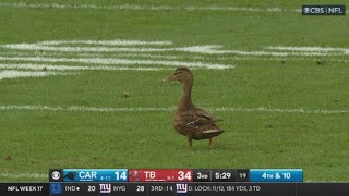 This Duck is the Bucs secret weapon | Tampa Bay Buccaneers Vs Carolina Panthers