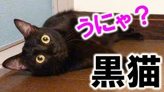 【ボンベイ猫のブライアン】 階段の上まで到達したと思ったら、ゴロゴロ毛繕い。遊んでくれないなと諦めて帰ろうとしたら・・【みんなのペット大集合】