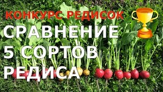 САМЫЕ ЛУЧШИЕ СОРТА РЕДИСА /сравнение сортов редиса / ✌ Radishe's COMPETITION