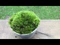 how to grow indoor live moss garden where to find moss moss care tips diy moss tray