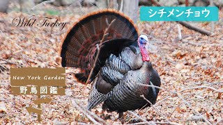 Wild bird encyclopedia: Wild Turkey