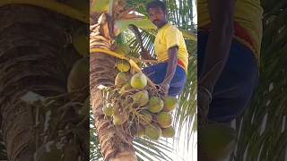 Coconut cutting in tree #coconut #ytshorts #trending #youtubeshorts #shorts