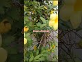 Bunga Alamanda (Allamanda cathartica L.) #onlineclasses #studyvlog #bunga #flowers #gardening #viral