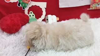 No.181553　ティーマル　♂　ペットショップ犬の家＆猫の里東海名和店