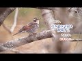 ギター日記　今日の野鳥　・　見沼自然公園　2023年2月23日