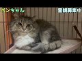 繁殖屋さんから来た保護猫ボンちゃん