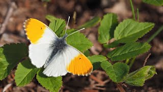 motyl zorzynek rzeżuchowiec ( Anthocharis cardamines; Orange-tip butterfly )