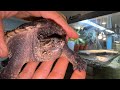 Making the ULTIMATE snapping turtle tank