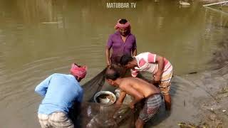 Traditional Fishing, Fish Hunting, Fish Catching In Mud Water Pond, Net Fishing, Cast Net Fishing