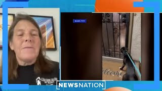 Hometown hero: 'Pet detective' helps find missing dogs | Morning in America