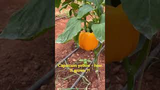 Capsicum yellow how it grown #shorts #capsicum #yellow #farming