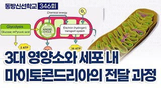 동방신선학교 [346회]  3대 영양소는 어떻게 세포 속 마이토콘트리아에 전달될까? / 동방신선학교 수행의 시간