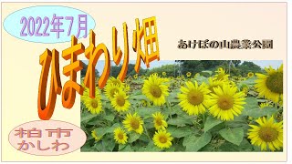 あけぼの山農業公園のひまわり　2022年７月