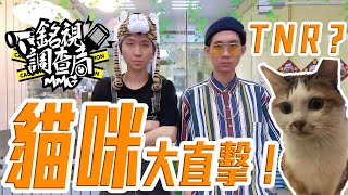 這群貓咪居然對ＴＮＲ有這麼多想法?!?!F.t貓咪也瘋狂公益協會【銘視調查局系列】