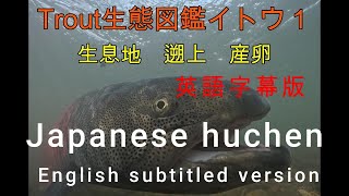 Japanese huchen. English subtitled version. Trout生態図鑑イトウ１の英語字幕付きです。