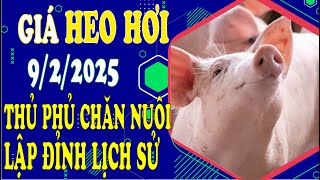 Giá heo hơi hôm nay ngày 9/2/2025 - Tiếp đà tăng mạnh, thủ phủ chăn nuôi lập đỉnh lịch sử