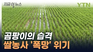 당해버린 국립종자원...볍씨 300톤에 원인 모를 곰팡이 [지금이뉴스]  / YTN