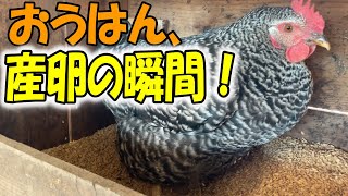 運よく撮れた？！岡崎おうはんの貴重な産卵シーン！