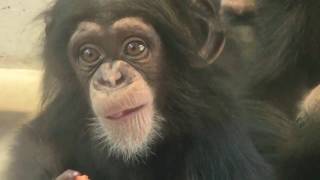 チンパンジー 双子の赤ちゃん 126 Chimpanzee twin baby