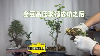 金豆高压繁殖成功之后如何取枝上盆？很实用，赶紧看看。