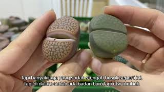 MENYELAMATKAN LITHOPS SPLIT YANG MEMBUSUK