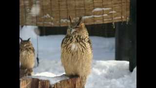 ～旭山動物園だより第28回～