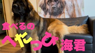 【レオンベルガー】食べるのがへたくそすぎる海君【超大型犬】