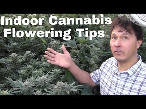 Indoor Cannabis Flowering Tips to Grow Dense Buds & Prevent Mildew Indoor Cannabis Flowering Tips to Grow Dense Buds & Prevent Mildew