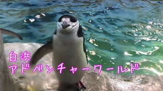 急にスイッチが入ったペンギン達。アドベンチャーワールド白浜