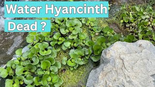 Why is my Water Hyacinth dead?