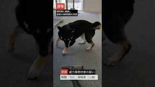 【柴犬】掃除機だけは絶対に許さない柴犬 #shorts