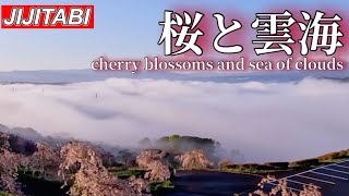 超感動‼︎桜と雲海【長野県小諸市】飯綱山公園撮影日2023.4.19Komoro City, Nagano Prefecture Cherry Blossoms and Sea of ​​Clouds