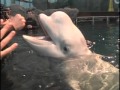 Shedd Aquarium Beluga Encounter