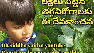 దేవకాంచన,BK siddha vaidya youtube, Ayurveda health tips, good health,indian medicine, village facts,