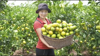 Harvesting Sour Large Lemon Goes To Countryside Market Sell | Harvesting Fruits and Vegetables