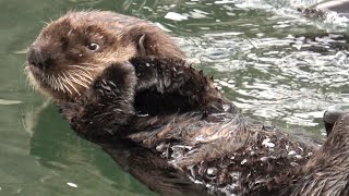 バンクーバー水族館で ほよほよ毛づくろい中のルナちゃん