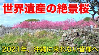 【沖縄観光】2021年、沖縄の桜。世界遺産今帰仁城跡から見る絶景桜。沖縄観光・沖縄旅行の参考にどうぞ！