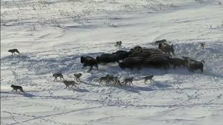 Pack Of Wolves Hunt a Bison   Frozen Planet   BBC Earth