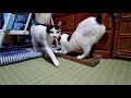 ツンデレ猫が珍しく甘える😀【😺癒し系猫動画・catvlog】ハチワレ・キジ白たち